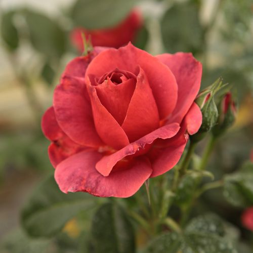 Rosa Wekpaltlez - roșu - Trandafir copac cu trunchi înalt - cu flori în buchet - coroană tufiș